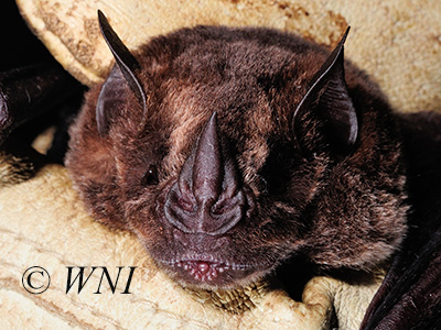 Artibeus obscurus